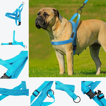 Blue Adjustable Dog Safety Seat Belt Harness – Size XS