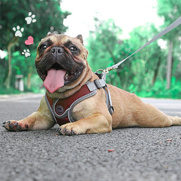 Adjustable Breathable Dog Harness & Leash Set – Padded Safety Vest for Puppies